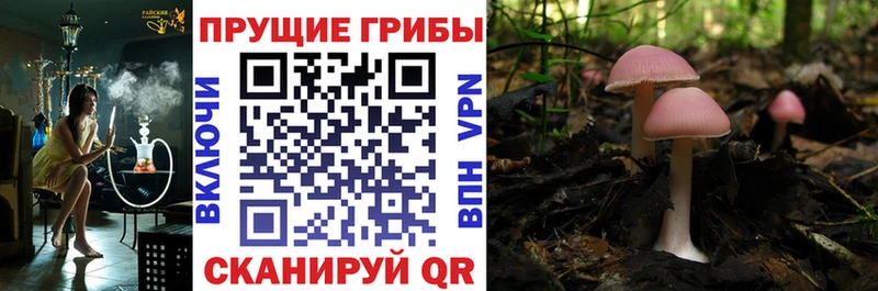 Псилоцибиновые грибы MAGIC MUSHROOMS  Высоцк 